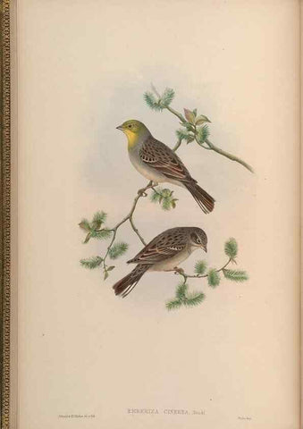 Reproducción/Reproduction 48630505092: Birds of Asia / by John Gould.. London :Printed by Taylor and Francis, pub. by the author,1850-1883.. 