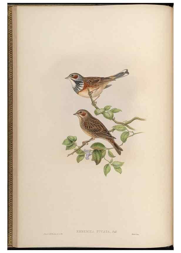 Reproducción/Reproduction 48630000068: Birds of Asia / by John Gould.. London :Printed by Taylor and Francis, pub. by the author,1850-1883.. 