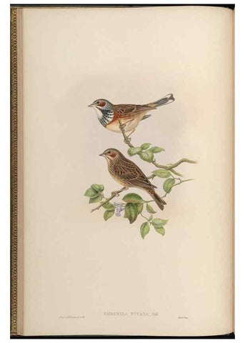 Reproducción/Reproduction 48630000068: Birds of Asia / by John Gould.. London :Printed by Taylor and Francis, pub. by the author,1850-1883.. 