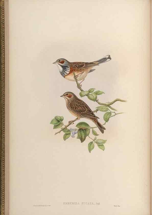 Reproducción/Reproduction 48630000068: Birds of Asia / by John Gould.. London :Printed by Taylor and Francis, pub. by the author,1850-1883.. 