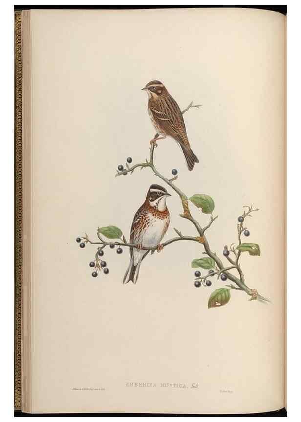Reproducción/Reproduction 48630353696: Birds of Asia / by John Gould.. London :Printed by Taylor and Francis, pub. by the author,1850-1883.. 