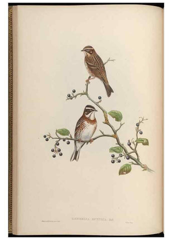 Reproducción/Reproduction 48630353696: Birds of Asia / by John Gould.. London :Printed by Taylor and Francis, pub. by the author,1850-1883.. 