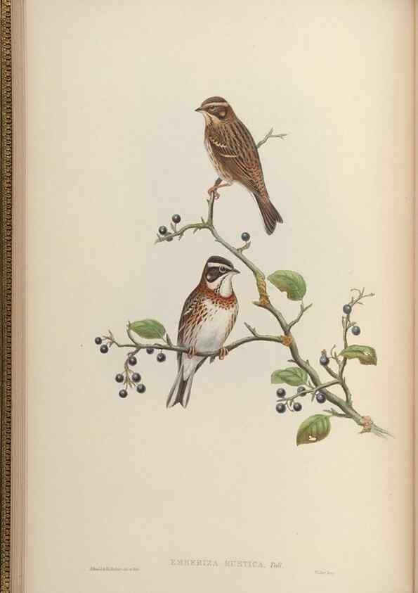 Reproducción/Reproduction 48630353696: Birds of Asia / by John Gould.. London :Printed by Taylor and Francis, pub. by the author,1850-1883.. 