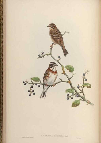 Reproducción/Reproduction 48630353696: Birds of Asia / by John Gould.. London :Printed by Taylor and Francis, pub. by the author,1850-1883.. 