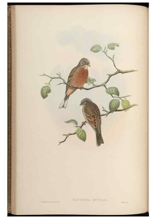 Reproducción/Reproduction 48630000863: Birds of Asia / by John Gould.. London :Printed by Taylor and Francis, pub. by the author,1850-1883.. 