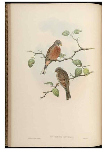 Reproducción/Reproduction 48630000863: Birds of Asia / by John Gould.. London :Printed by Taylor and Francis, pub. by the author,1850-1883.. 