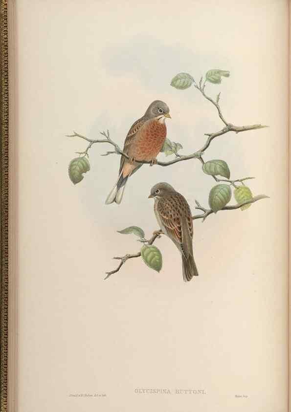 Reproducción/Reproduction 48630000863: Birds of Asia / by John Gould.. London :Printed by Taylor and Francis, pub. by the author,1850-1883.. 