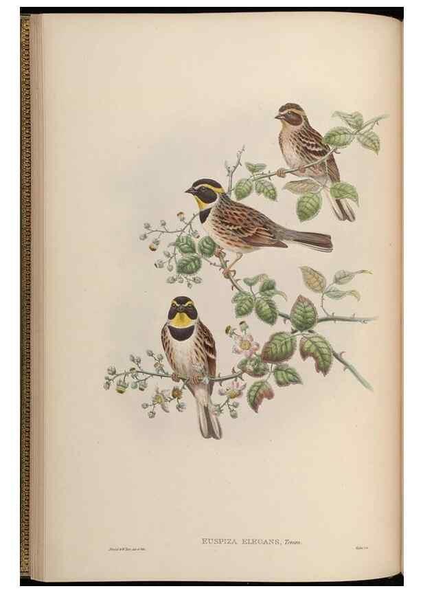 Reproducción/Reproduction 48630506547: Birds of Asia / by John Gould.. London :Printed by Taylor and Francis, pub. by the author,1850-1883.. 