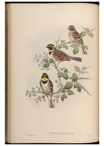 Reproducción/Reproduction 48630506547: Birds of Asia / by John Gould.. London :Printed by Taylor and Francis, pub. by the author,1850-1883.. 