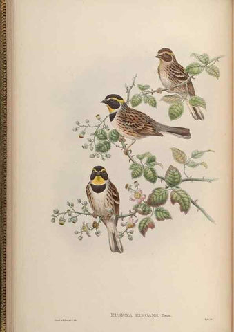 Reproducción/Reproduction 48630506547: Birds of Asia / by John Gould.. London :Printed by Taylor and Francis, pub. by the author,1850-1883.. 