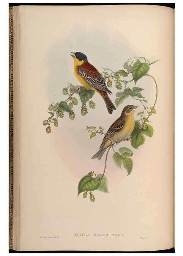 Reproducción/Reproduction 48630506817: Birds of Asia / by John Gould.. London :Printed by Taylor and Francis, pub. by the author,1850-1883.. 