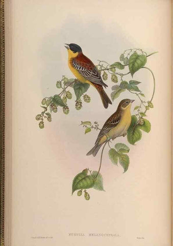 Reproducción/Reproduction 48630506817: Birds of Asia / by John Gould.. London :Printed by Taylor and Francis, pub. by the author,1850-1883.. 