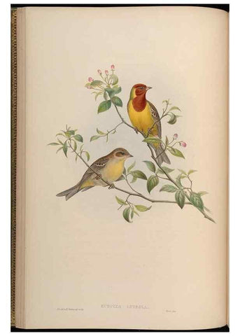Reproducción/Reproduction 48630001798: Birds of Asia / by John Gould.. London :Printed by Taylor and Francis, pub. by the author,1850-1883.. 