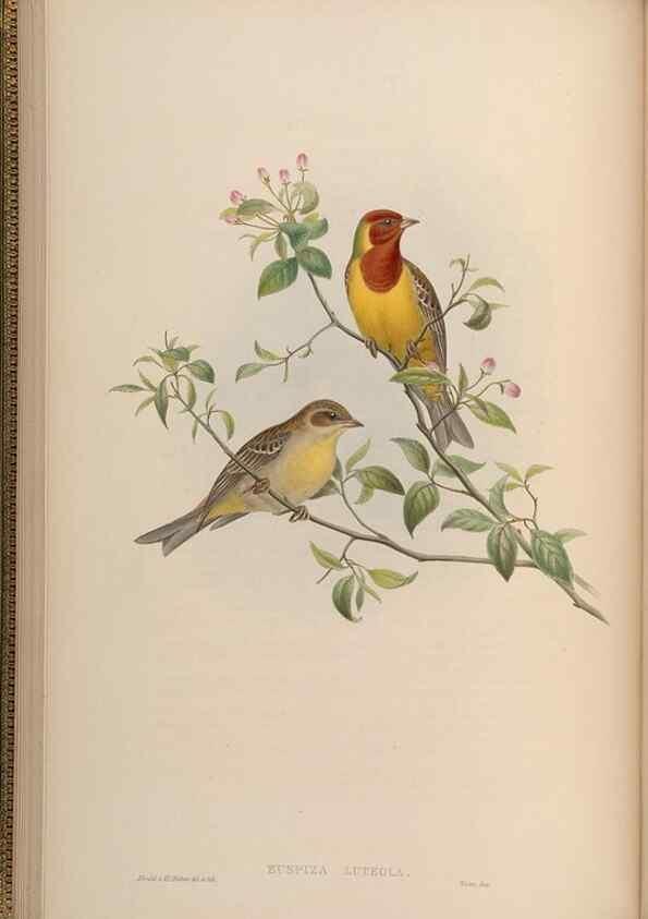 Reproducción/Reproduction 48630001798: Birds of Asia / by John Gould.. London :Printed by Taylor and Francis, pub. by the author,1850-1883.. 