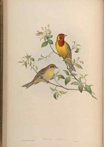 Reproducción/Reproduction 48630001798: Birds of Asia / by John Gould.. London :Printed by Taylor and Francis, pub. by the author,1850-1883.. 