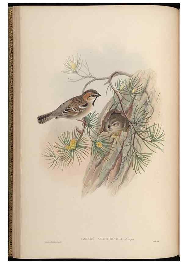 Reproducción/Reproduction 48630507562: Birds of Asia / by John Gould.. London :Printed by Taylor and Francis, pub. by the author,1850-1883.. 