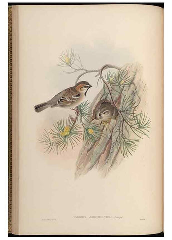 Reproducción/Reproduction 48630507562: Birds of Asia / by John Gould.. London :Printed by Taylor and Francis, pub. by the author,1850-1883.. 
