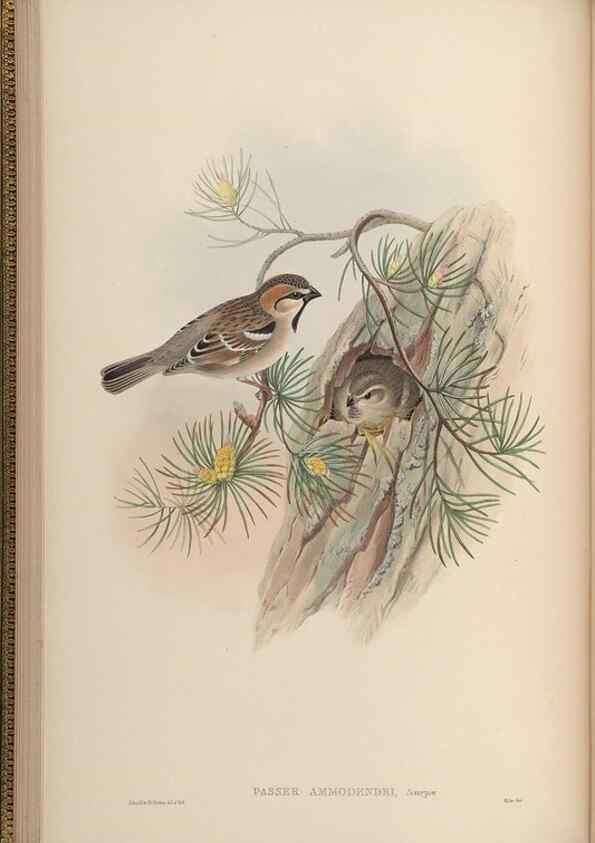 Reproducción/Reproduction 48630507562: Birds of Asia / by John Gould.. London :Printed by Taylor and Francis, pub. by the author,1850-1883.. 