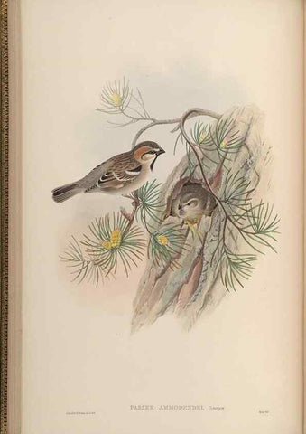 Reproducción/Reproduction 48630507562: Birds of Asia / by John Gould.. London :Printed by Taylor and Francis, pub. by the author,1850-1883.. 
