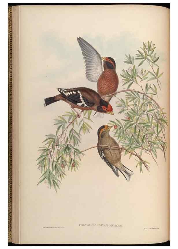 Reproducción/Reproduction 48630355771: Birds of Asia / by John Gould.. London :Printed by Taylor and Francis, pub. by the author,1850-1883.. 