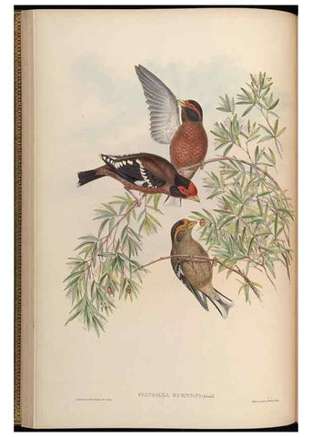 Reproducción/Reproduction 48630355771: Birds of Asia / by John Gould.. London :Printed by Taylor and Francis, pub. by the author,1850-1883.. 