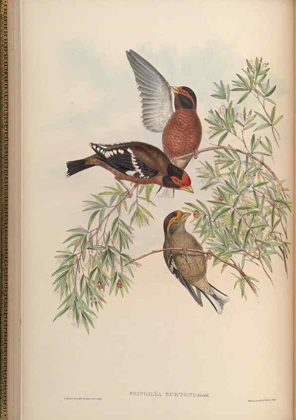 Reproducción/Reproduction 48630355771: Birds of Asia / by John Gould.. London :Printed by Taylor and Francis, pub. by the author,1850-1883.. 