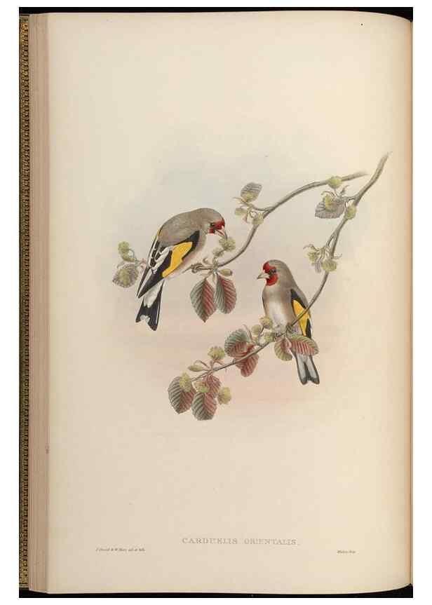 Reproducción/Reproduction 48630356081: Birds of Asia / by John Gould.. London :Printed by Taylor and Francis, pub. by the author,1850-1883.. 