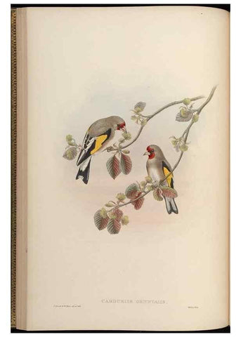 Reproducción/Reproduction 48630356081: Birds of Asia / by John Gould.. London :Printed by Taylor and Francis, pub. by the author,1850-1883.. 