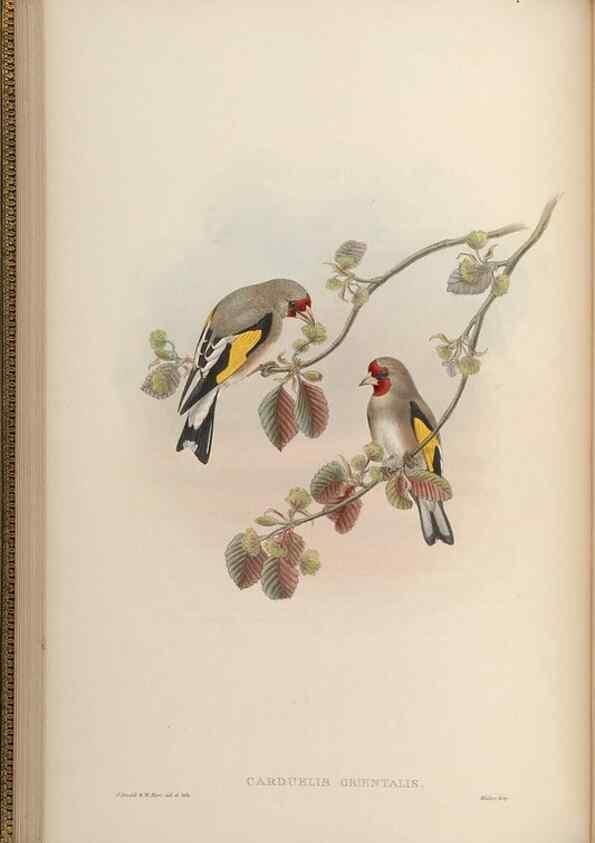 Reproducción/Reproduction 48630356081: Birds of Asia / by John Gould.. London :Printed by Taylor and Francis, pub. by the author,1850-1883.. 