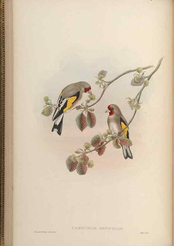 Reproducción/Reproduction 48630356081: Birds of Asia / by John Gould.. London :Printed by Taylor and Francis, pub. by the author,1850-1883.. 