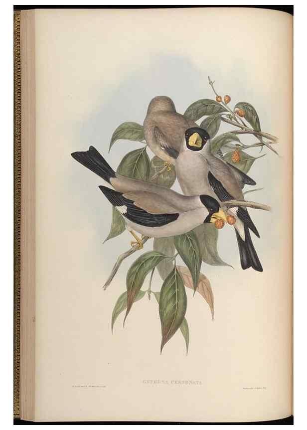 Reproducción/Reproduction 48630356381: Birds of Asia / by John Gould.. London :Printed by Taylor and Francis, pub. by the author,1850-1883.. 