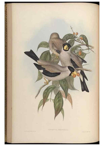 Reproducción/Reproduction 48630356381: Birds of Asia / by John Gould.. London :Printed by Taylor and Francis, pub. by the author,1850-1883.. 