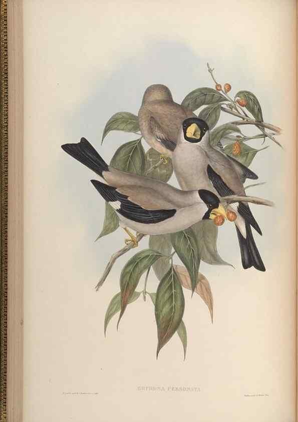 Reproducción/Reproduction 48630356381: Birds of Asia / by John Gould.. London :Printed by Taylor and Francis, pub. by the author,1850-1883.. 
