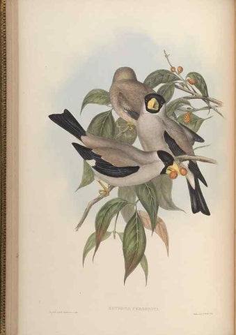 Reproducción/Reproduction 48630356381: Birds of Asia / by John Gould.. London :Printed by Taylor and Francis, pub. by the author,1850-1883.. 