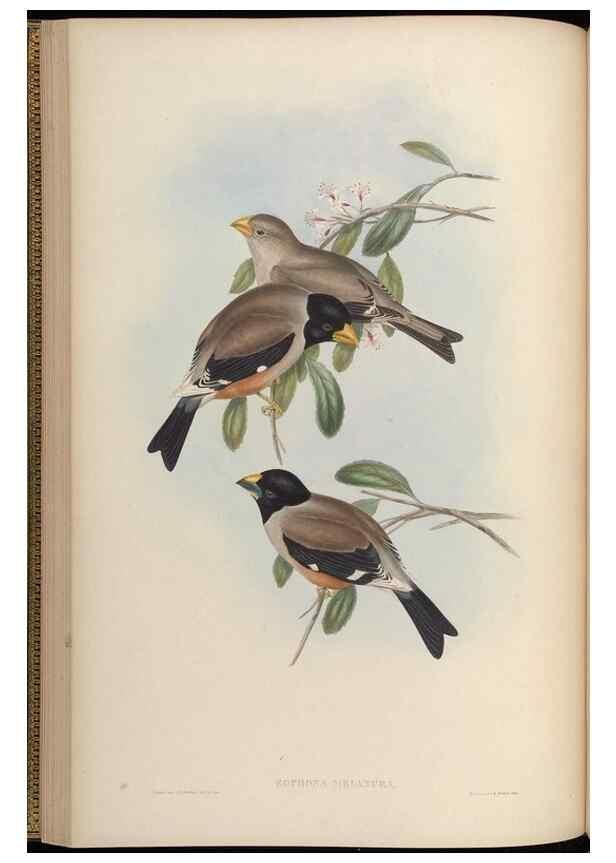 Reproducción/Reproduction 48630508707: Birds of Asia / by John Gould.. London :Printed by Taylor and Francis, pub. by the author,1850-1883.. 