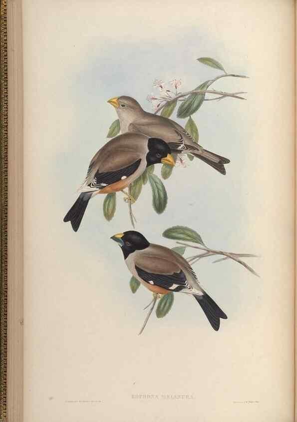 Reproducción/Reproduction 48630508707: Birds of Asia / by John Gould.. London :Printed by Taylor and Francis, pub. by the author,1850-1883.. 