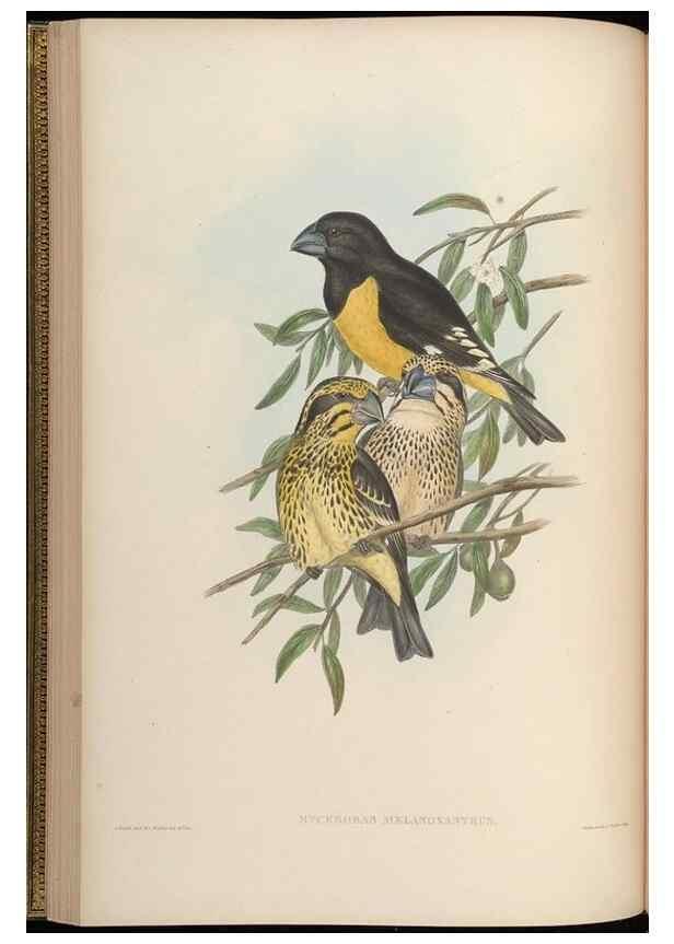 Reproducción/Reproduction 48630357586: Birds of Asia / by John Gould.. London :Printed by Taylor and Francis, pub. by the author,1850-1883.. 