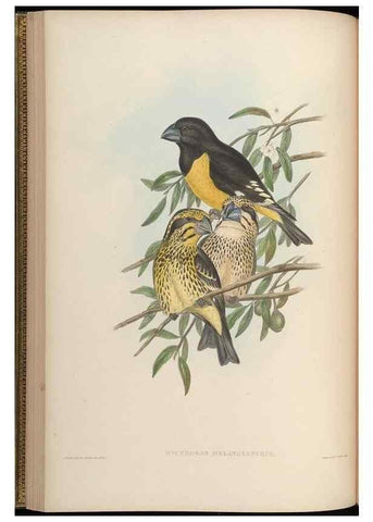 Reproducción/Reproduction 48630357586: Birds of Asia / by John Gould.. London :Printed by Taylor and Francis, pub. by the author,1850-1883.. 