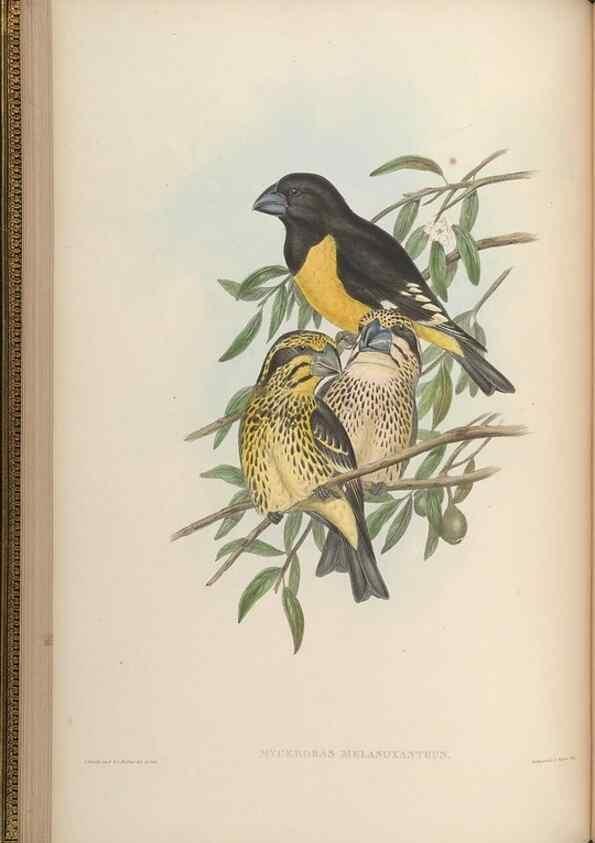 Reproducción/Reproduction 48630357586: Birds of Asia / by John Gould.. London :Printed by Taylor and Francis, pub. by the author,1850-1883.. 