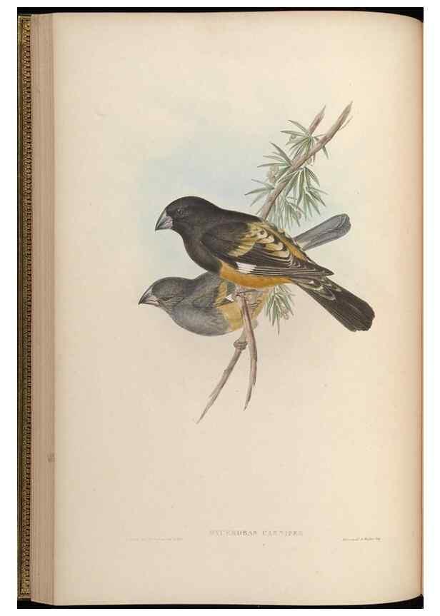 Reproducción/Reproduction 48630357981: Birds of Asia / by John Gould.. London :Printed by Taylor and Francis, pub. by the author,1850-1883.. 