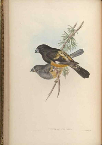 Reproducción/Reproduction 48630357981: Birds of Asia / by John Gould.. London :Printed by Taylor and Francis, pub. by the author,1850-1883.. 