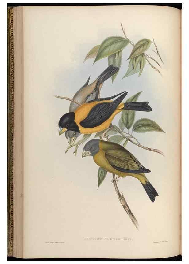 Reproducción/Reproduction 48630004963: Birds of Asia / by John Gould.. London :Printed by Taylor and Francis, pub. by the author,1850-1883.. 