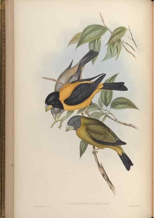 Reproducción/Reproduction 48630004963: Birds of Asia / by John Gould.. London :Printed by Taylor and Francis, pub. by the author,1850-1883.. 