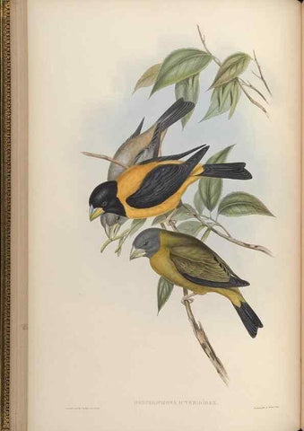 Reproducción/Reproduction 48630004963: Birds of Asia / by John Gould.. London :Printed by Taylor and Francis, pub. by the author,1850-1883.. 