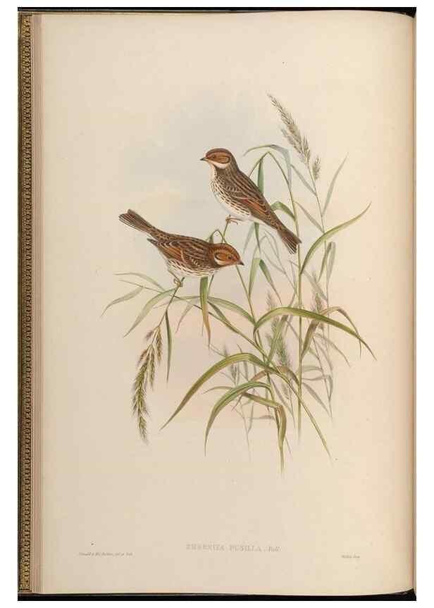 Reproducción/Reproduction 48630504742: Birds of Asia / by John Gould.. London :Printed by Taylor and Francis, pub. by the author,1850-1883.. 