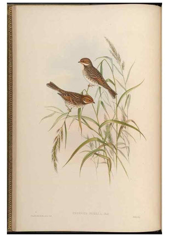 Reproducción/Reproduction 48630504742: Birds of Asia / by John Gould.. London :Printed by Taylor and Francis, pub. by the author,1850-1883.. 