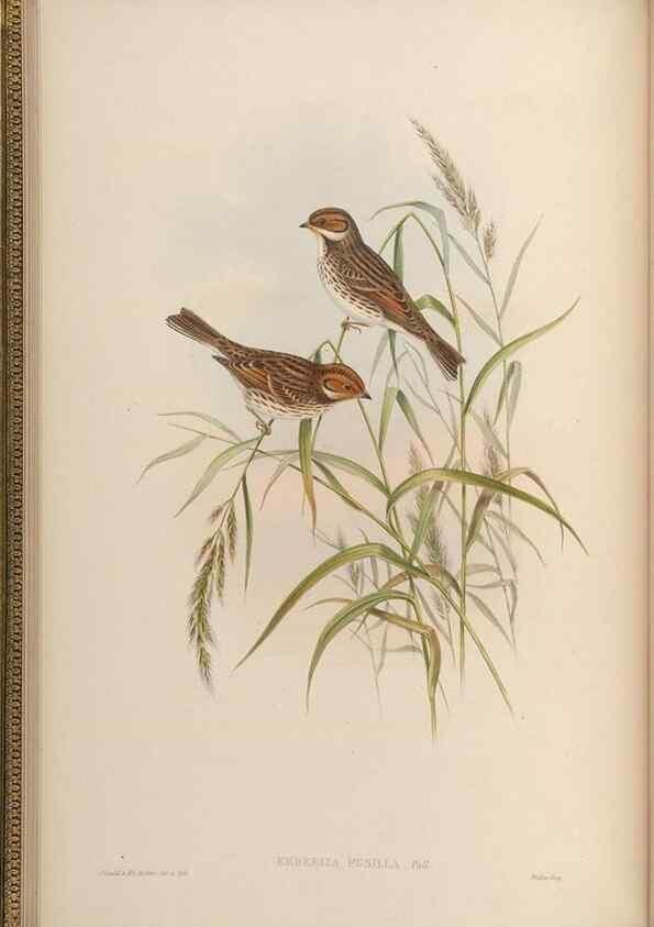 Reproducción/Reproduction 48630504742: Birds of Asia / by John Gould.. London :Printed by Taylor and Francis, pub. by the author,1850-1883.. 