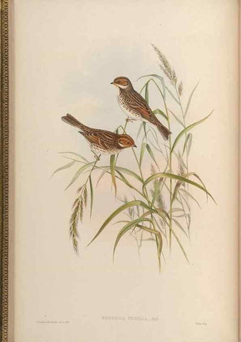 Reproducción/Reproduction 48630504742: Birds of Asia / by John Gould.. London :Printed by Taylor and Francis, pub. by the author,1850-1883.. 