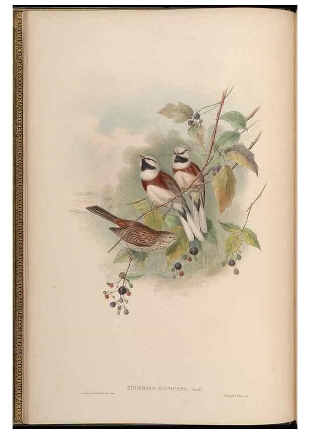 Reproducción/Reproduction 48630352171: Birds of Asia / by John Gould.. London :Printed by Taylor and Francis, pub. by the author,1850-1883.. 