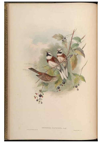 Reproducción/Reproduction 48630352171: Birds of Asia / by John Gould.. London :Printed by Taylor and Francis, pub. by the author,1850-1883.. 
